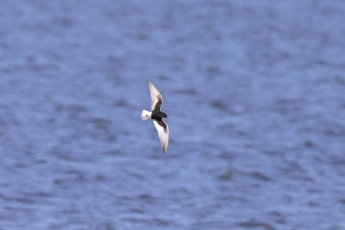White-winged Tern - ML574878981