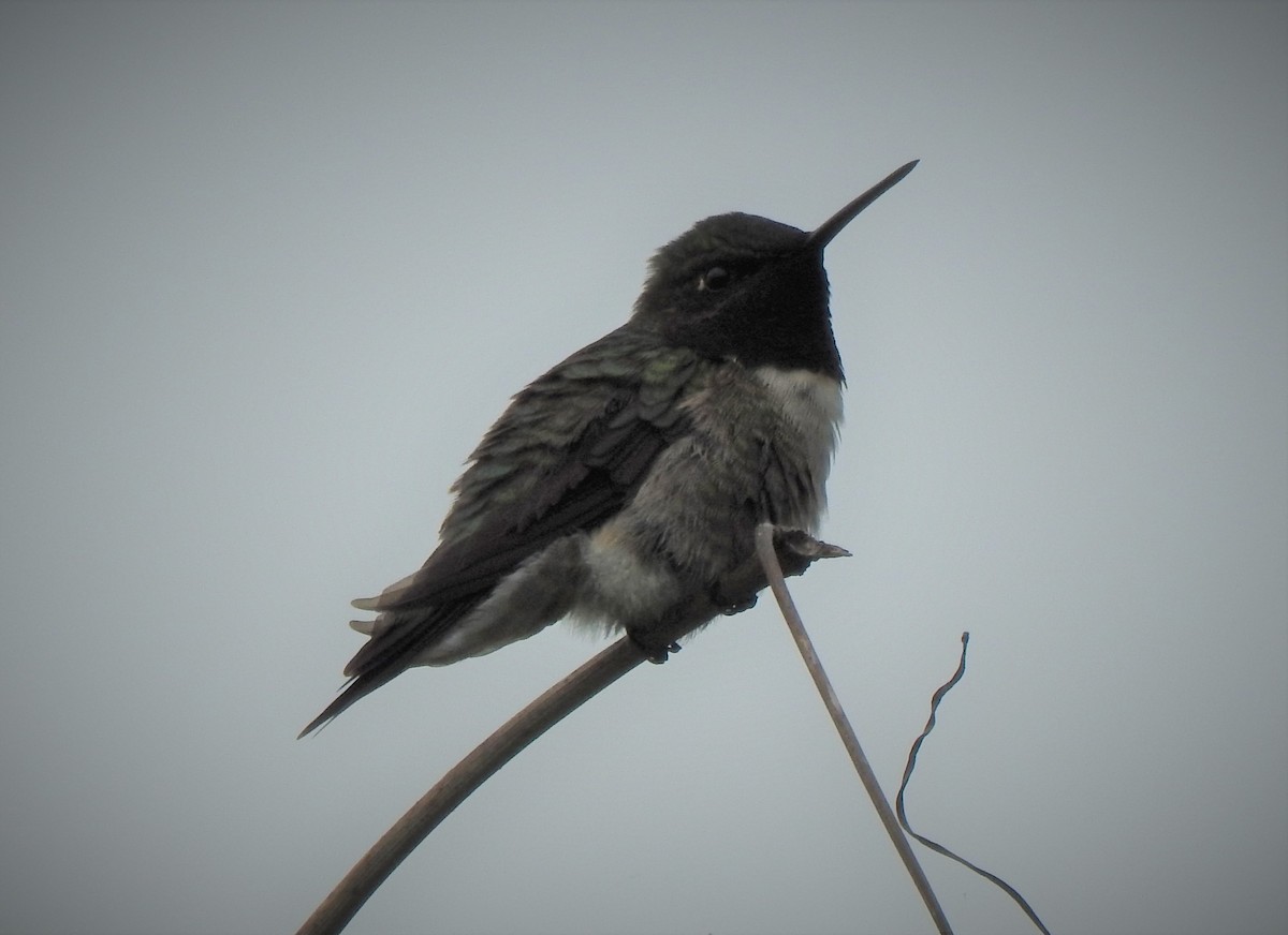 Yakut Boğazlı Kolibri - ML574879011