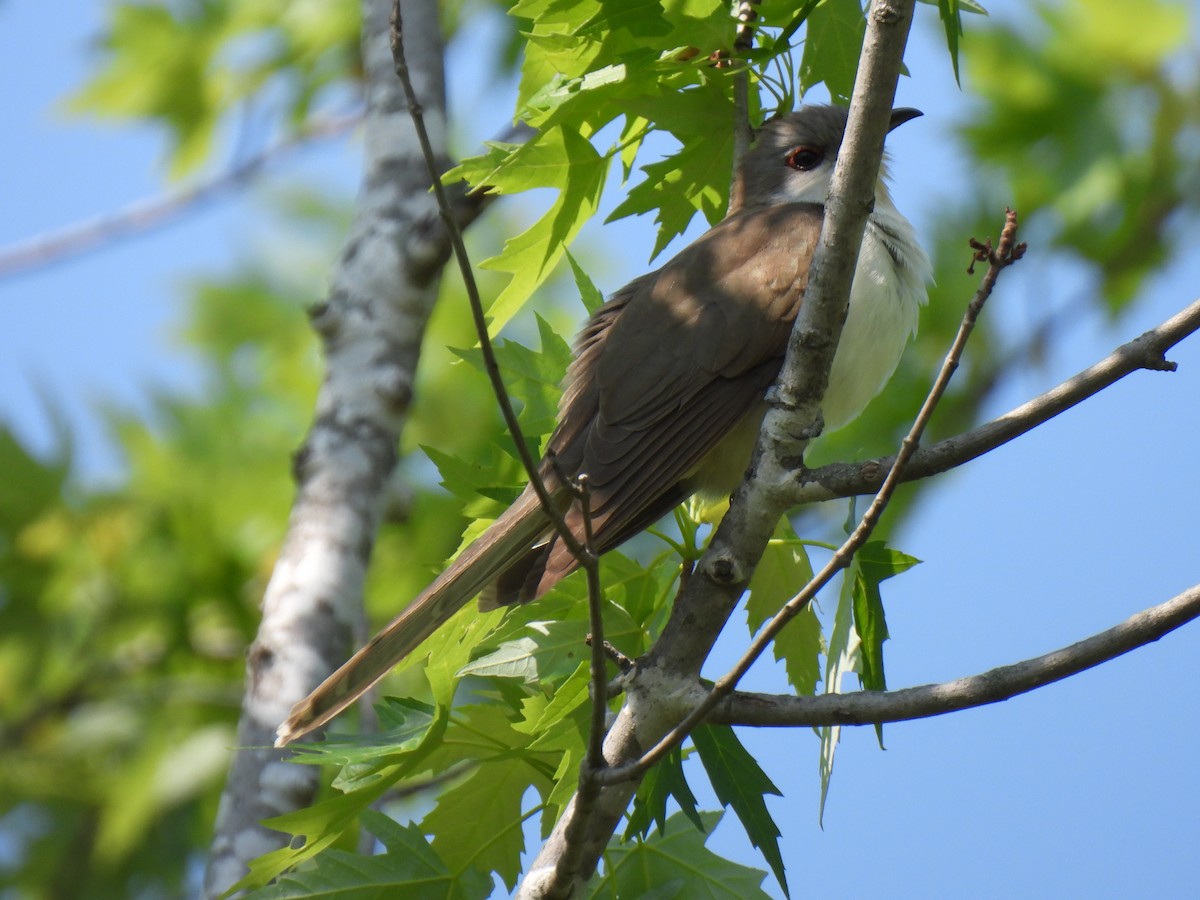 Schwarzschnabelkuckuck - ML574879551