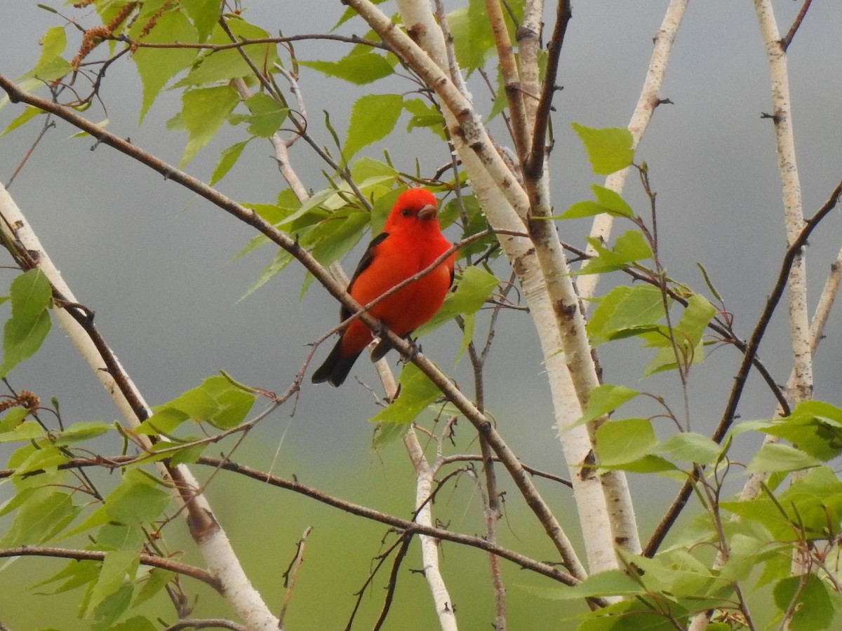 Scarlet Tanager - Jacques Bélanger