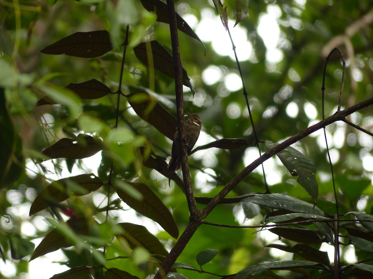 Plain Xenops (genibarbis Group) - Matheus Silva