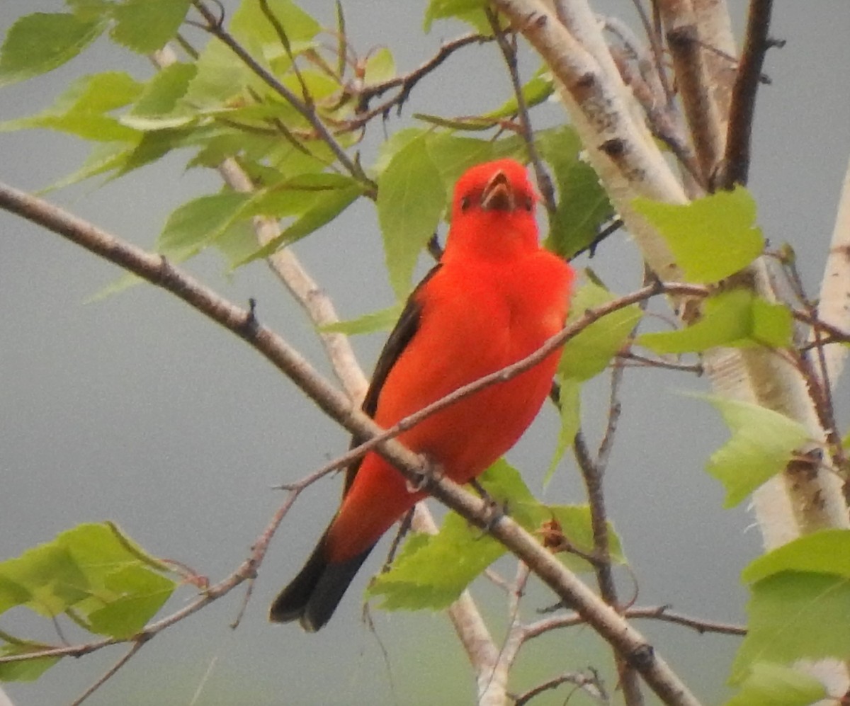 Scarlet Tanager - Jacques Bélanger