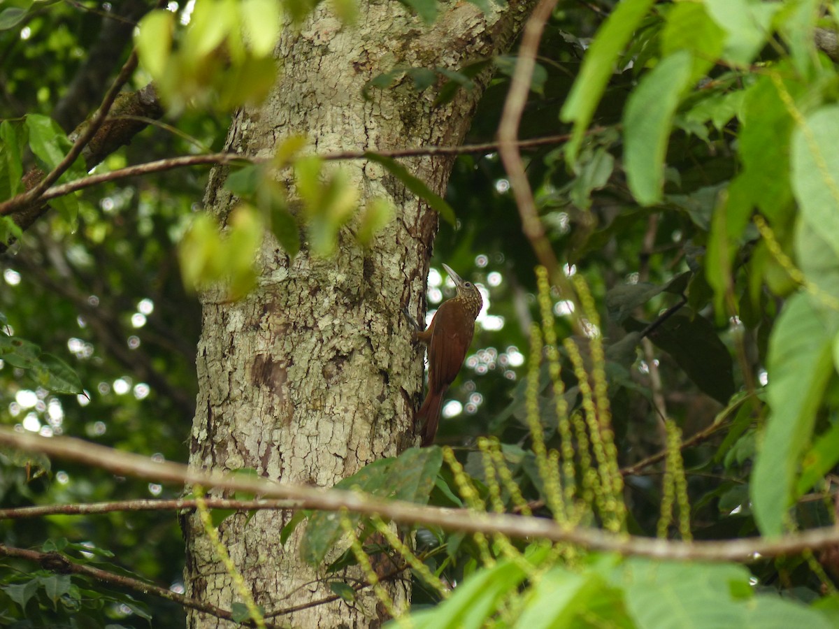 Buff-throated Woodcreeper (Lafresnaye's) - ML574880751
