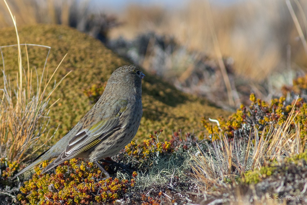 Yellow-bridled Finch (Yellow-tailed) - ML574880791