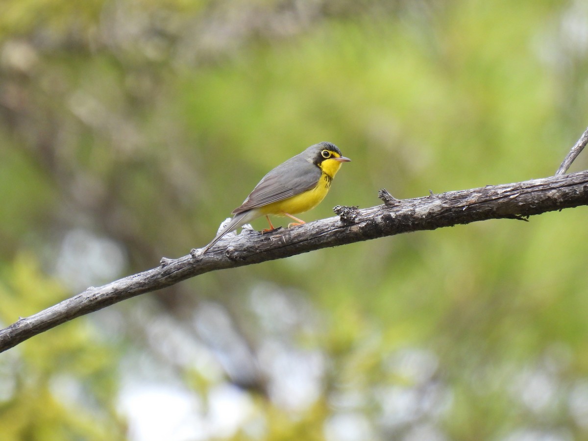 Canada Warbler - ML574880861