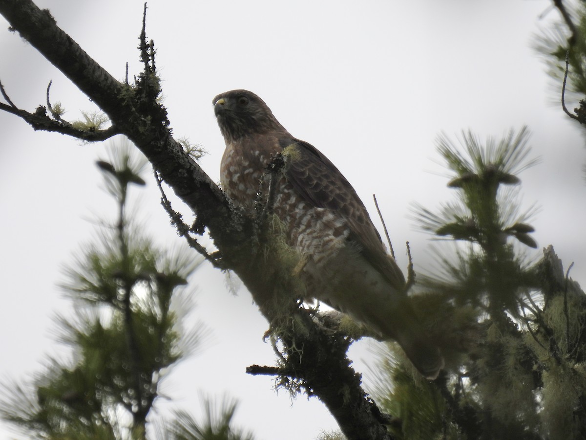 Broad-winged Hawk - ML574881011