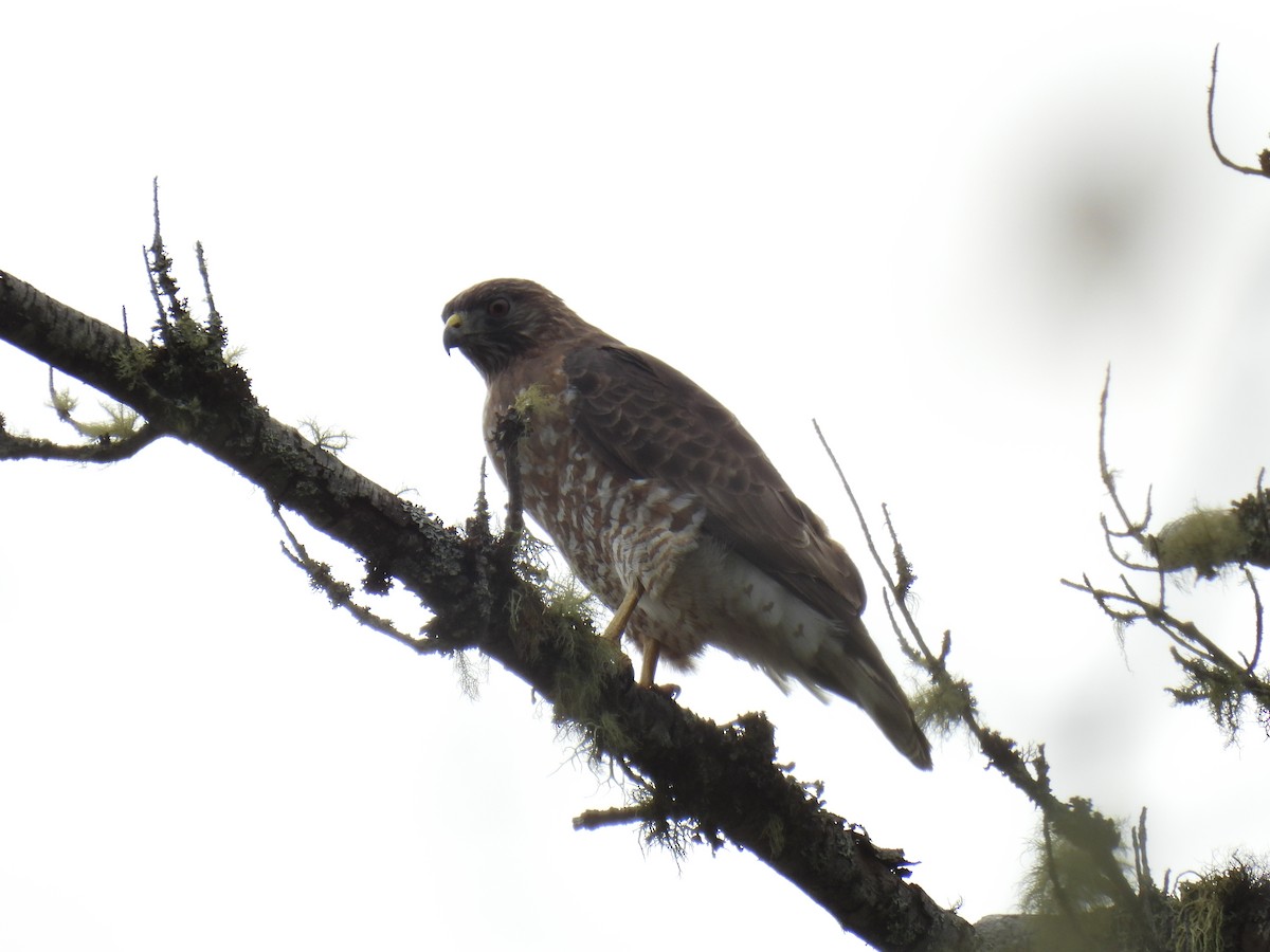 Petite Buse - ML574881021