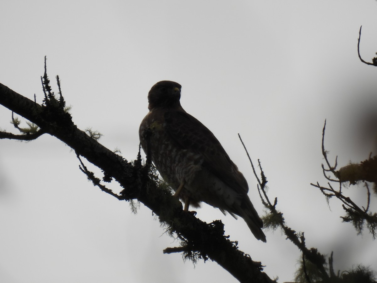 Broad-winged Hawk - ML574881031