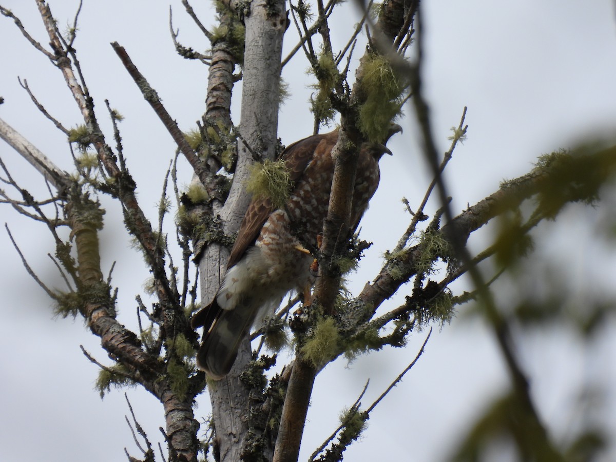Broad-winged Hawk - ML574881041