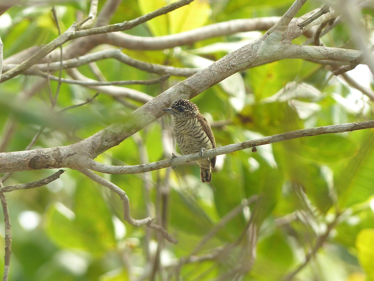 Lafresnaye's Piculet - ML574881561
