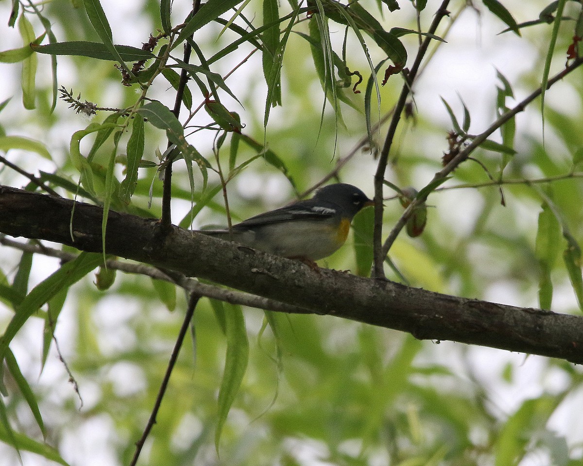 Parula Norteña - ML574882311