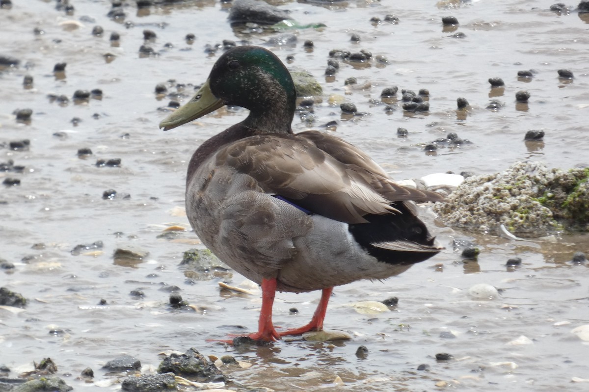 Canard colvert - ML574882531