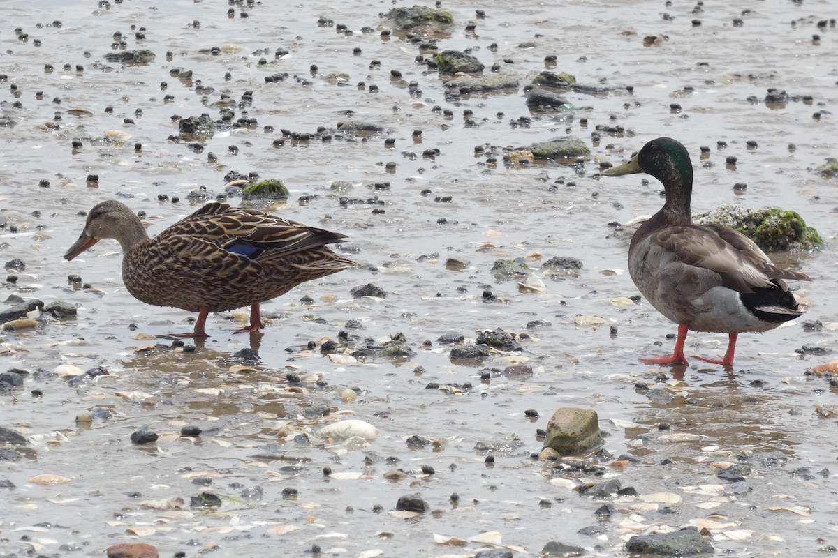 Canard colvert - ML574882541