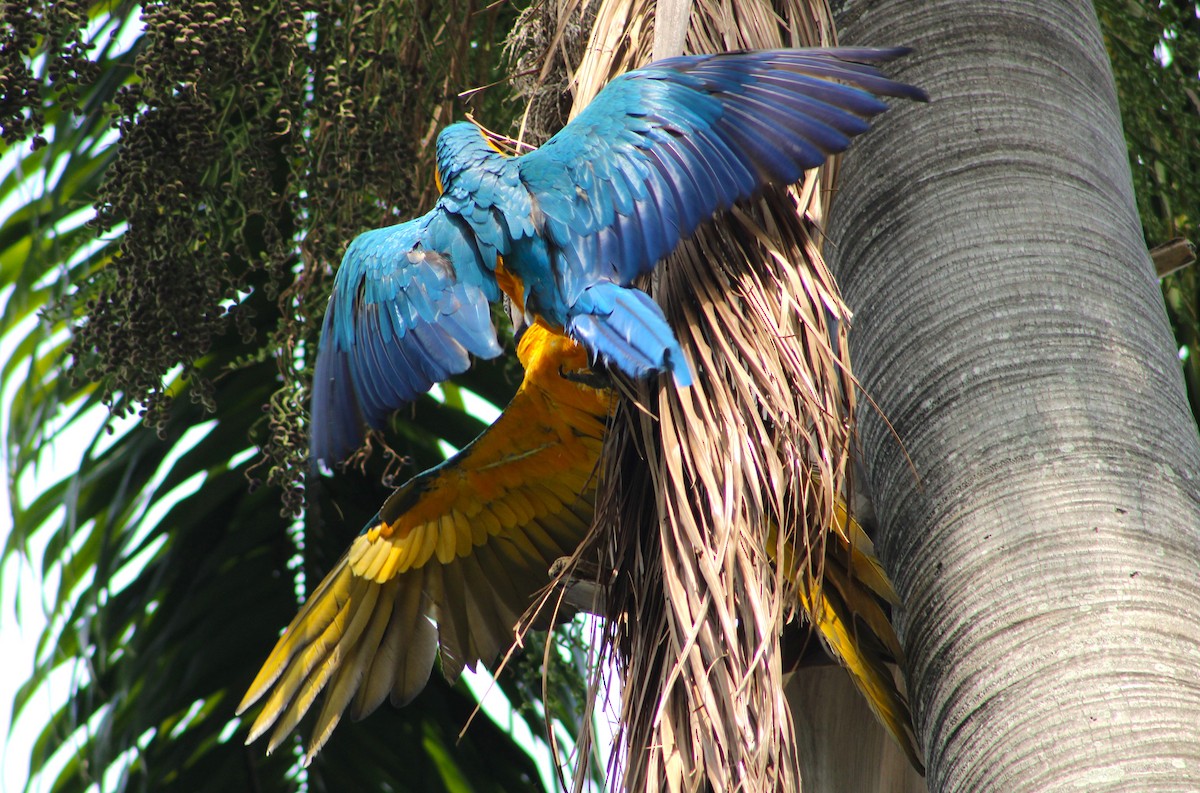 Blue-and-yellow Macaw - ML574882671