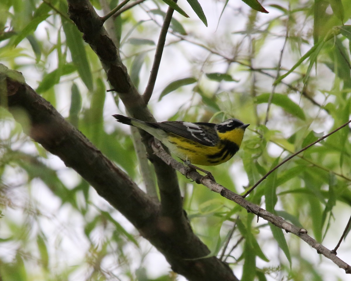 Magnolia Warbler - ML574882741