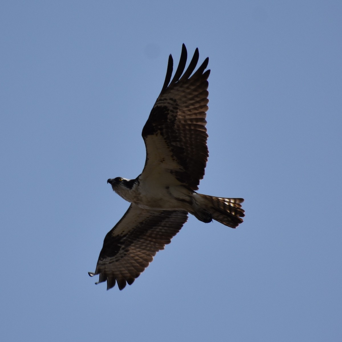 Osprey (carolinensis) - Darren Hall