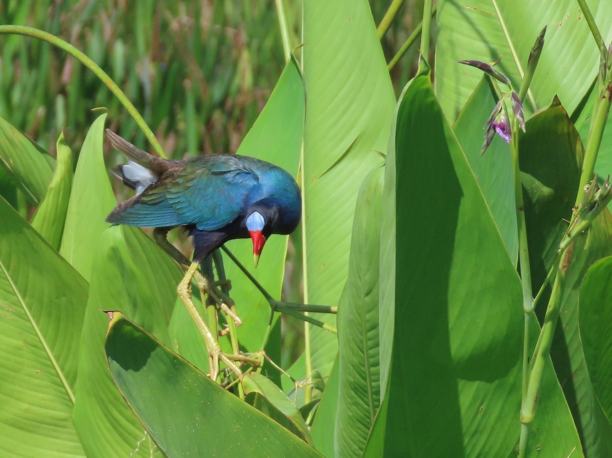 Purple Gallinule - ML574884341