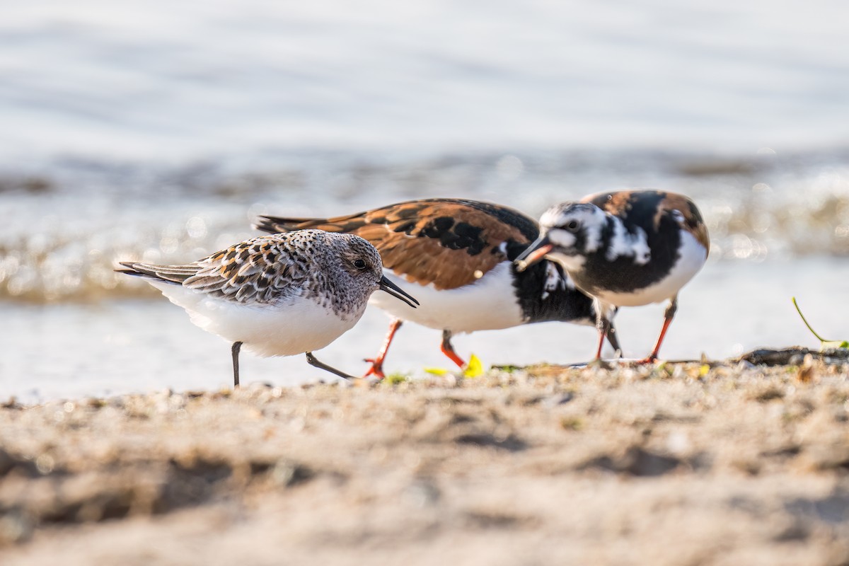 Sanderling - Matt Saunders