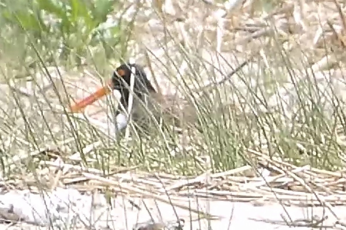 American Oystercatcher - ML574885721