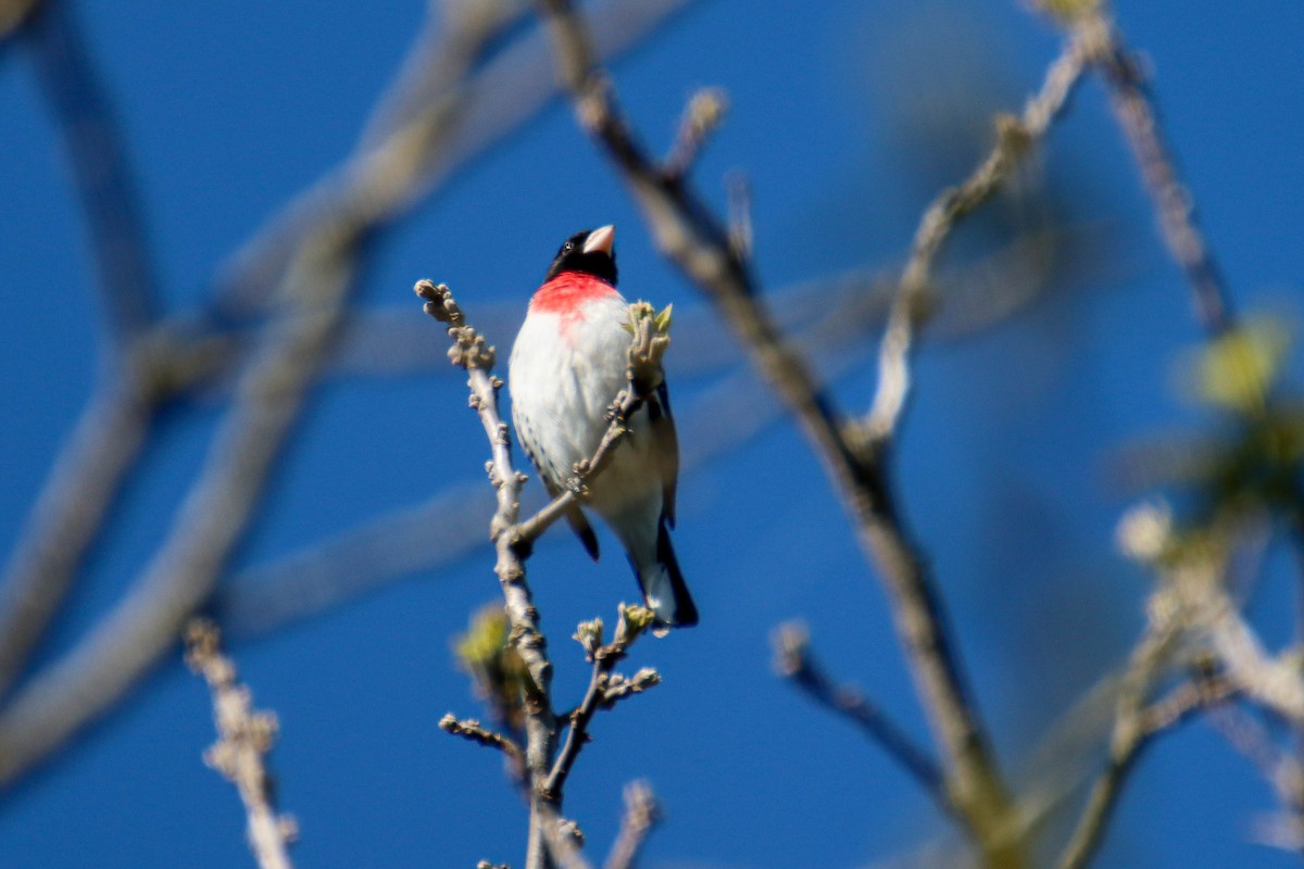 Rose-breasted Grosbeak - ML574885901