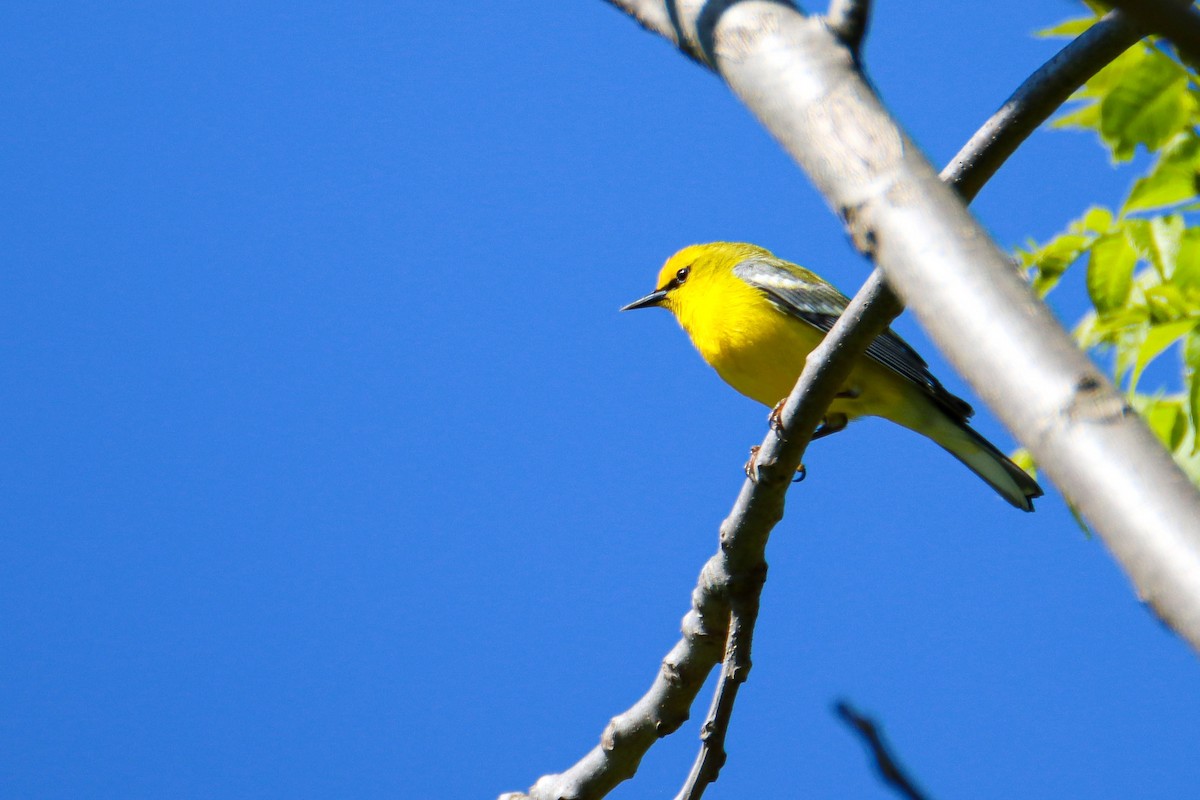 Blue-winged Warbler - ML574886051