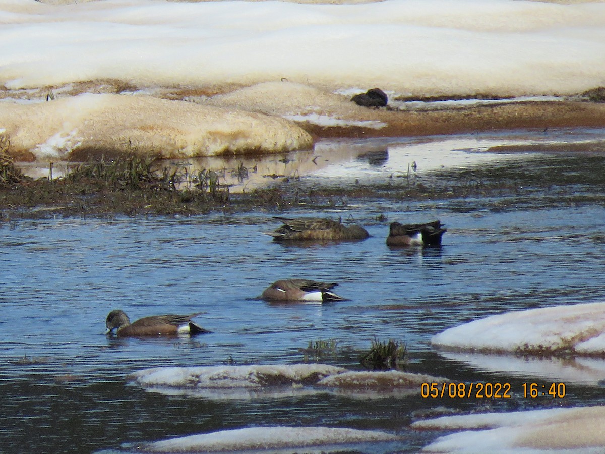 American Wigeon - ML574886301