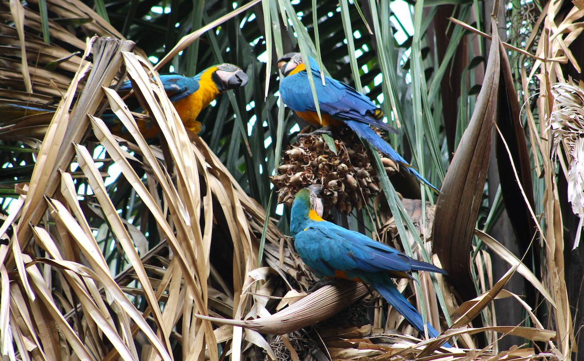 Blue-and-yellow Macaw - ML574886411