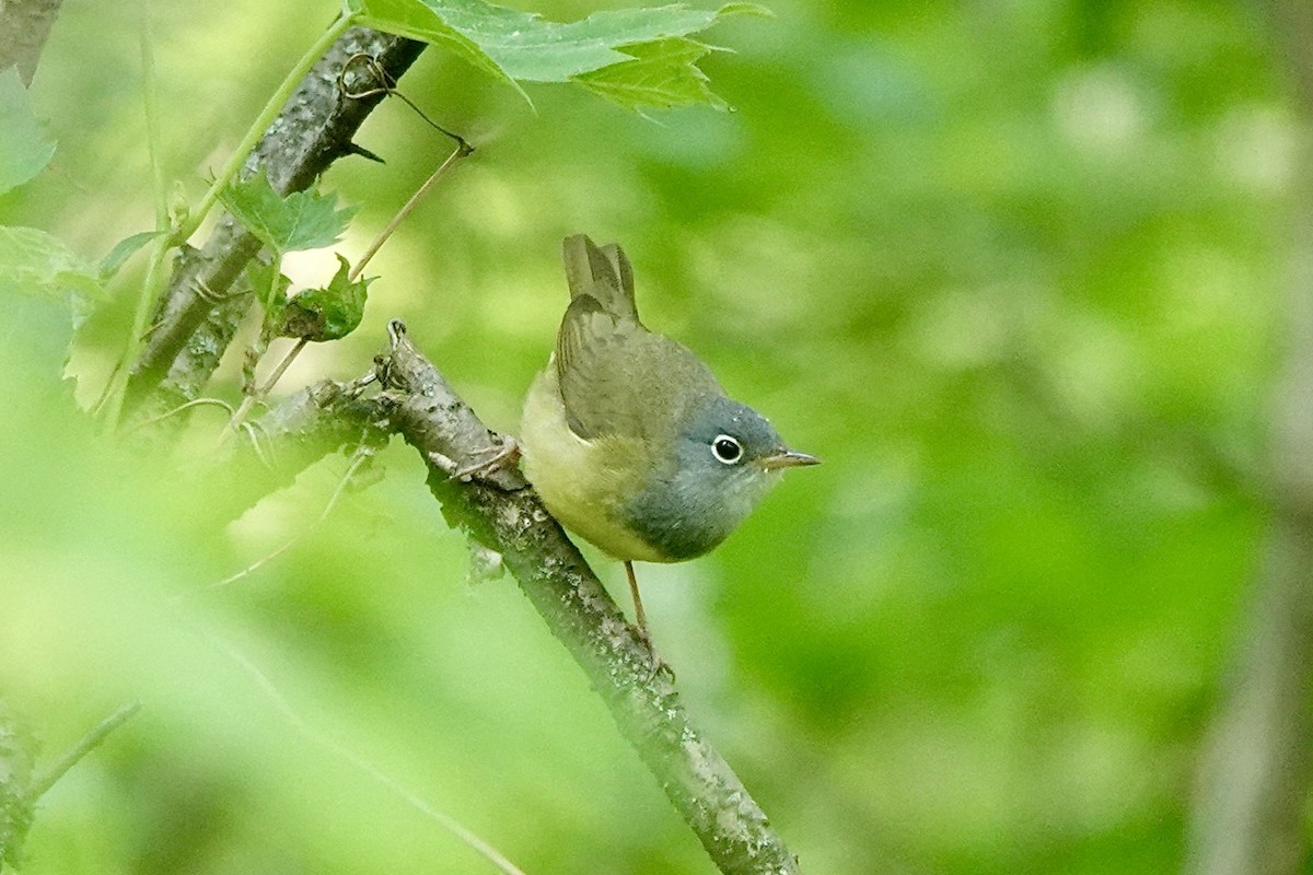 Connecticut Warbler - ML574886641