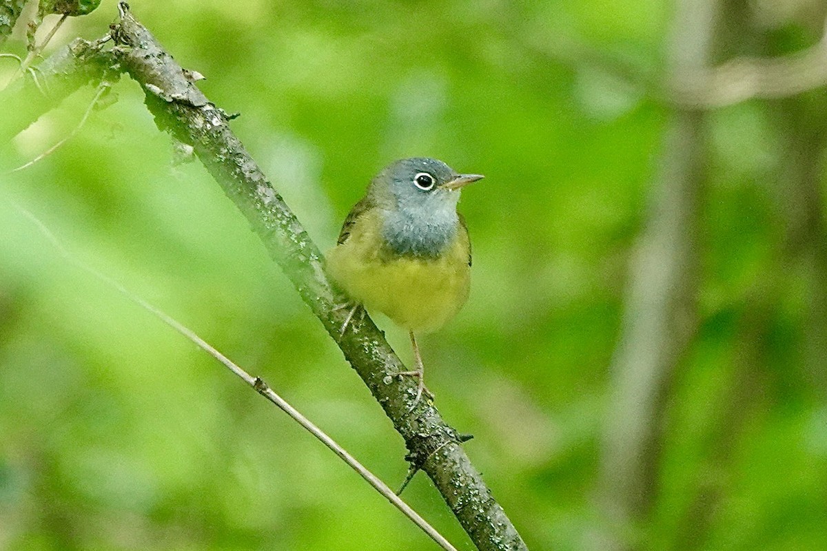 Connecticut Warbler - ML574886651