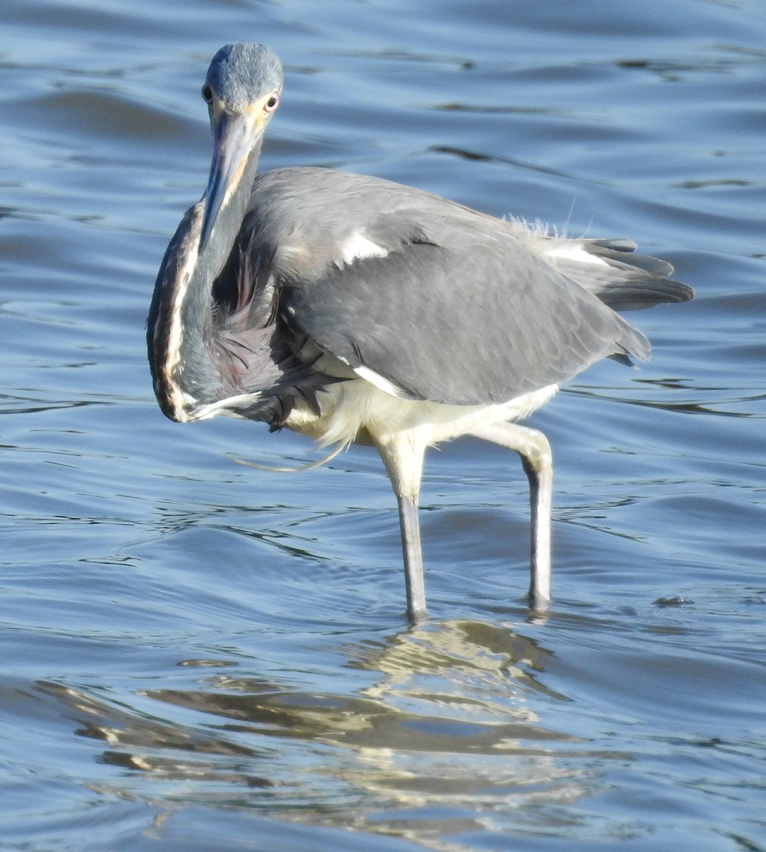 Tricolored Heron - JoAnne Russo