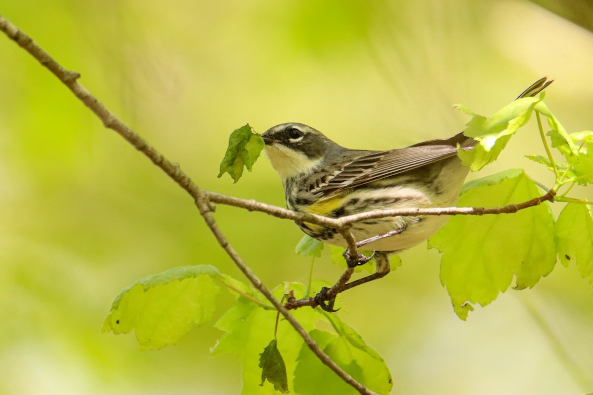 Yellow-rumped Warbler - ML574887341