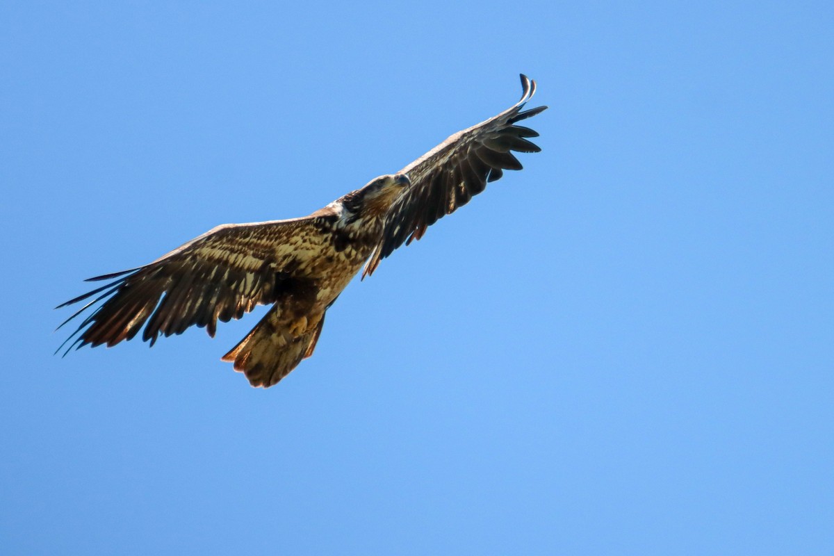 Bald Eagle - Sean  Salazar