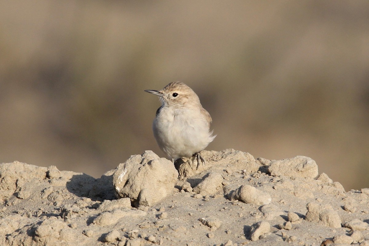 Coastal Miner - Robert Gowan