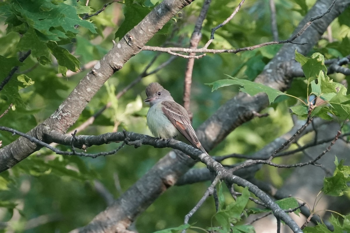 Great Crested Flycatcher - Matt Myers