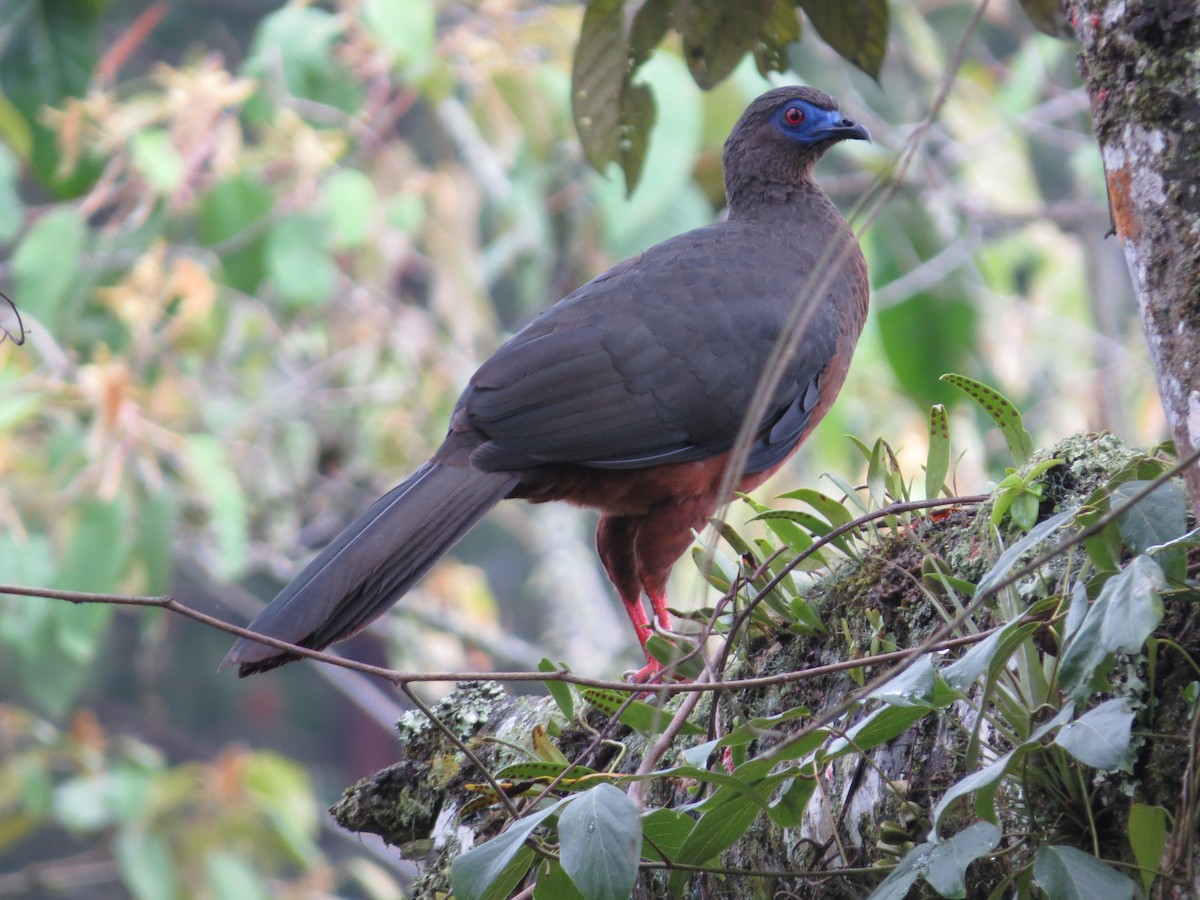 Sickle-winged Guan - Jeff Harding