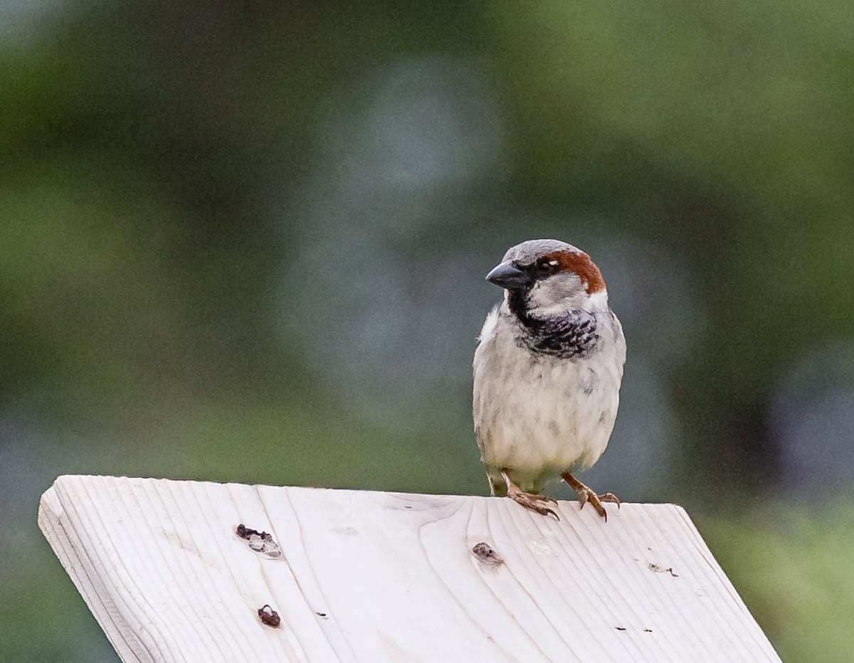 House Sparrow - ML574889191