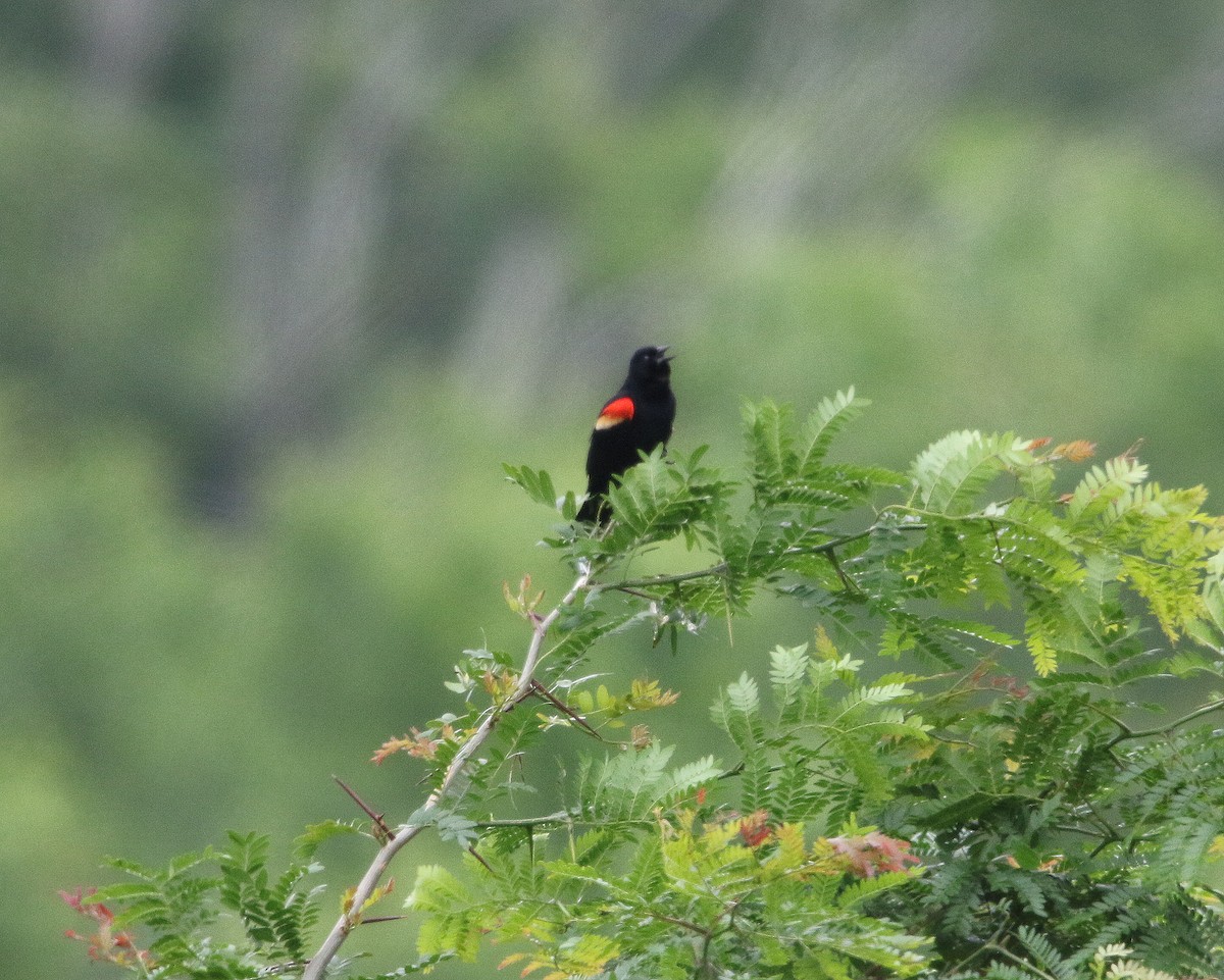 Red-winged Blackbird - ML574889511