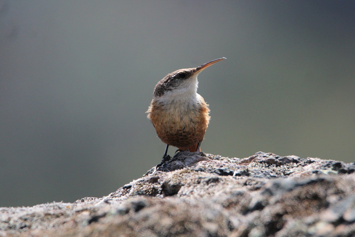 Canyon Wren - Patrick Sysiong