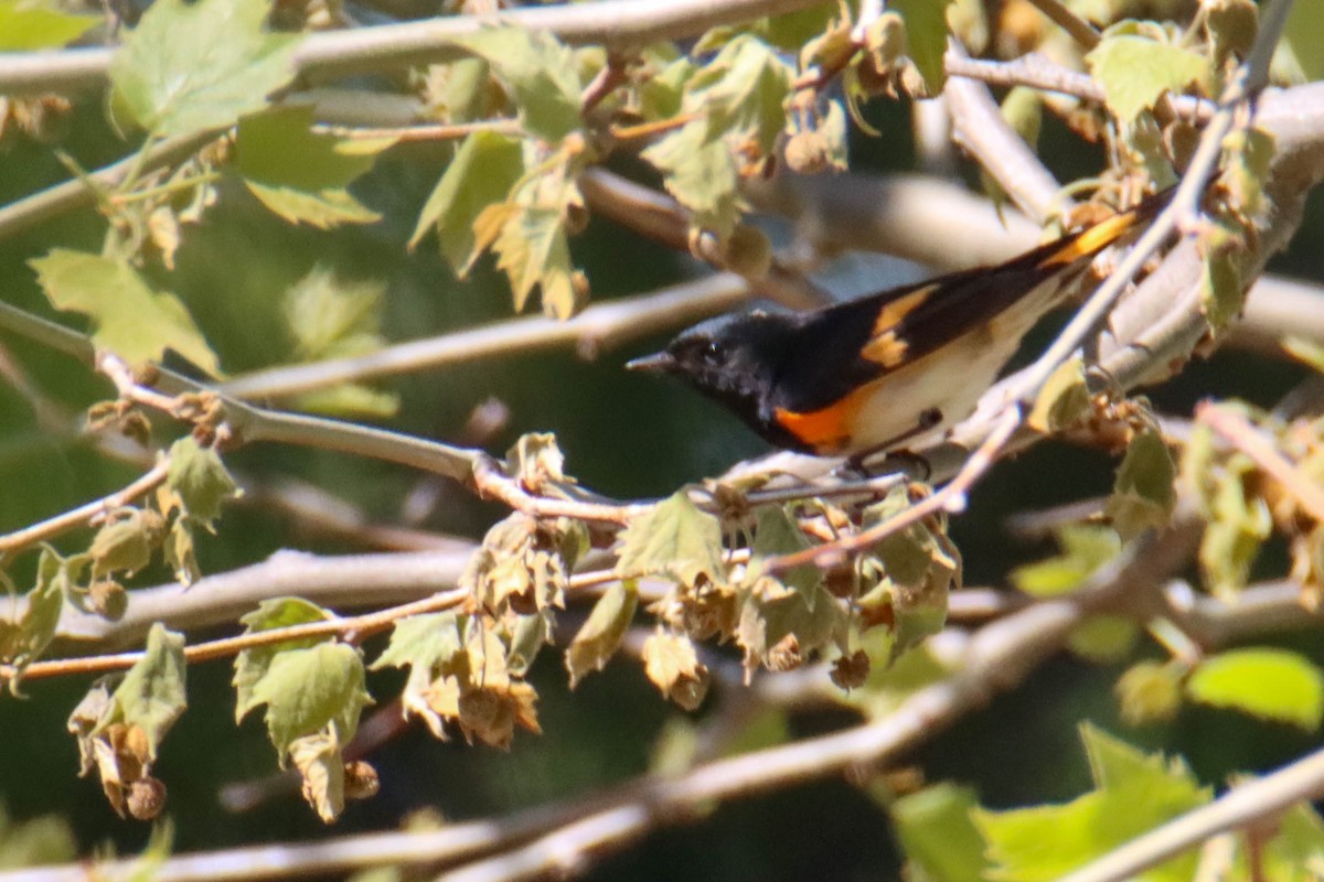 American Redstart - ML574890701