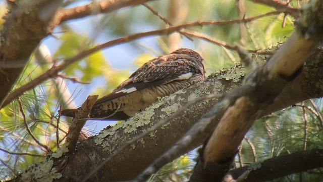 Common Nighthawk - ML574891361