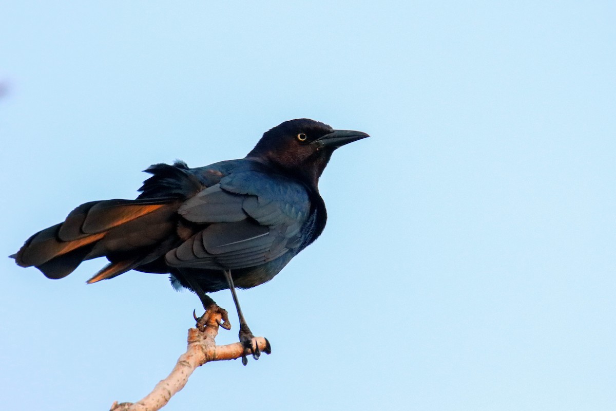 Boat-tailed Grackle - ML574892021