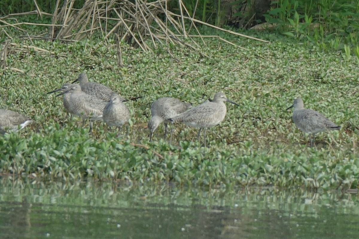 Willet - ML574892701