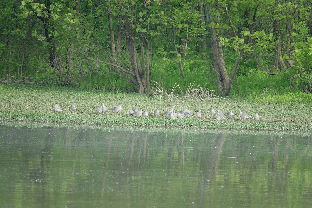Willet - ML574892911