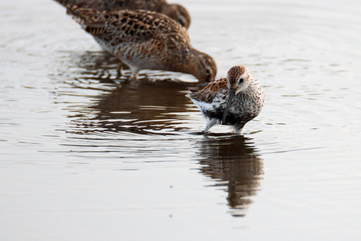 Dunlin - ML574893091