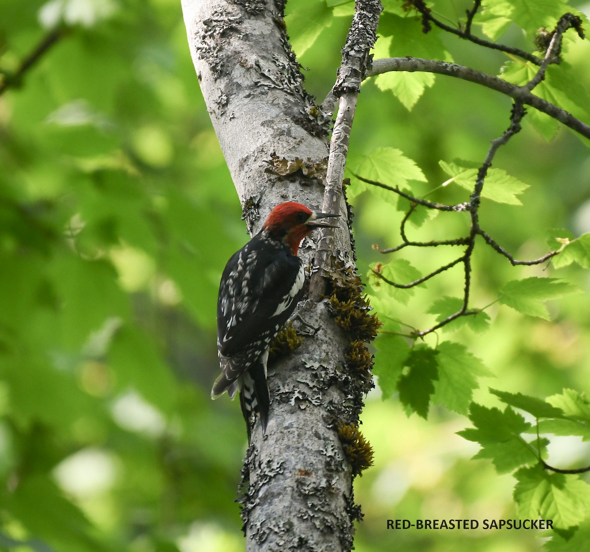 Red-breasted Sapsucker - ML574894081