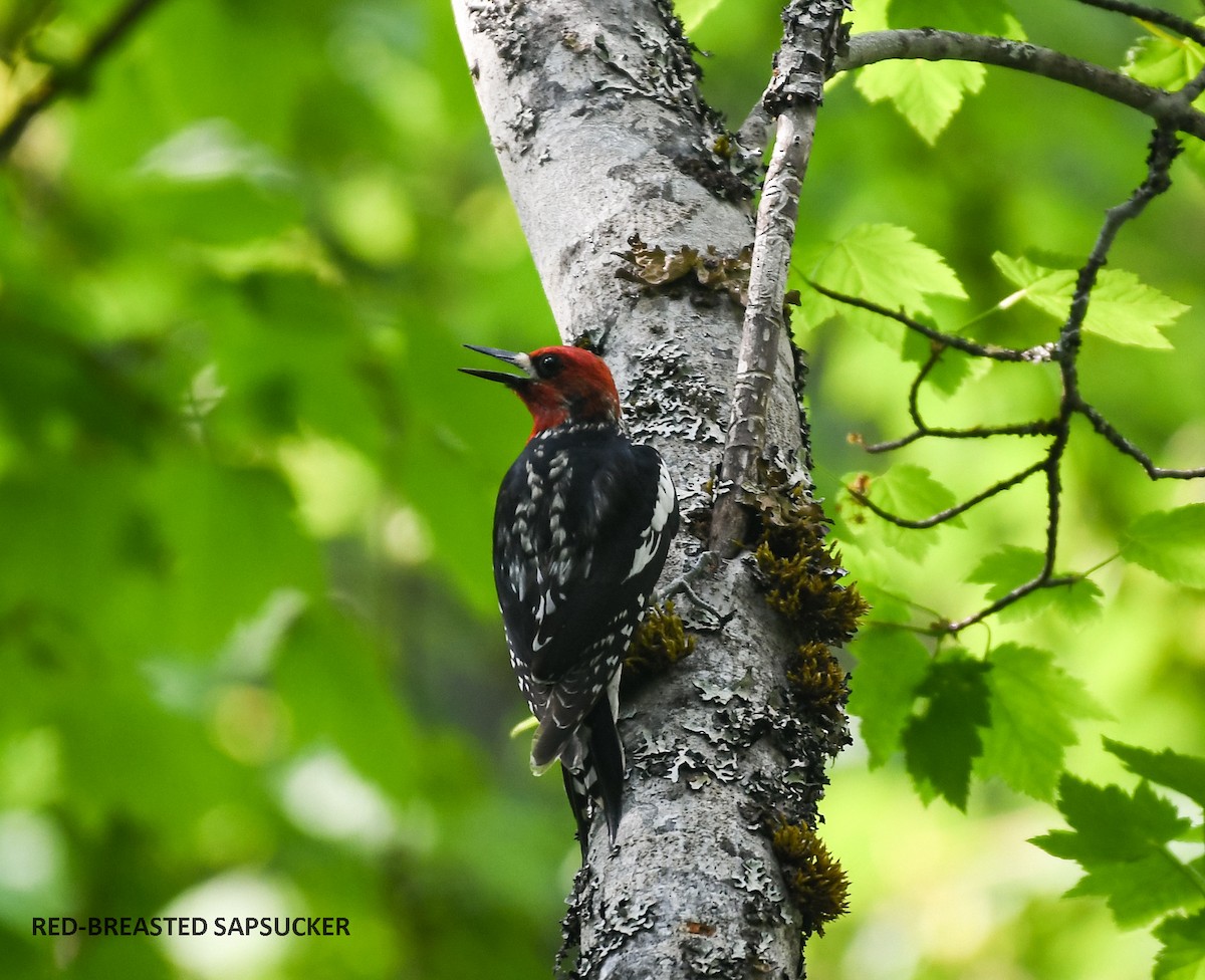 Red-breasted Sapsucker - ML574894091
