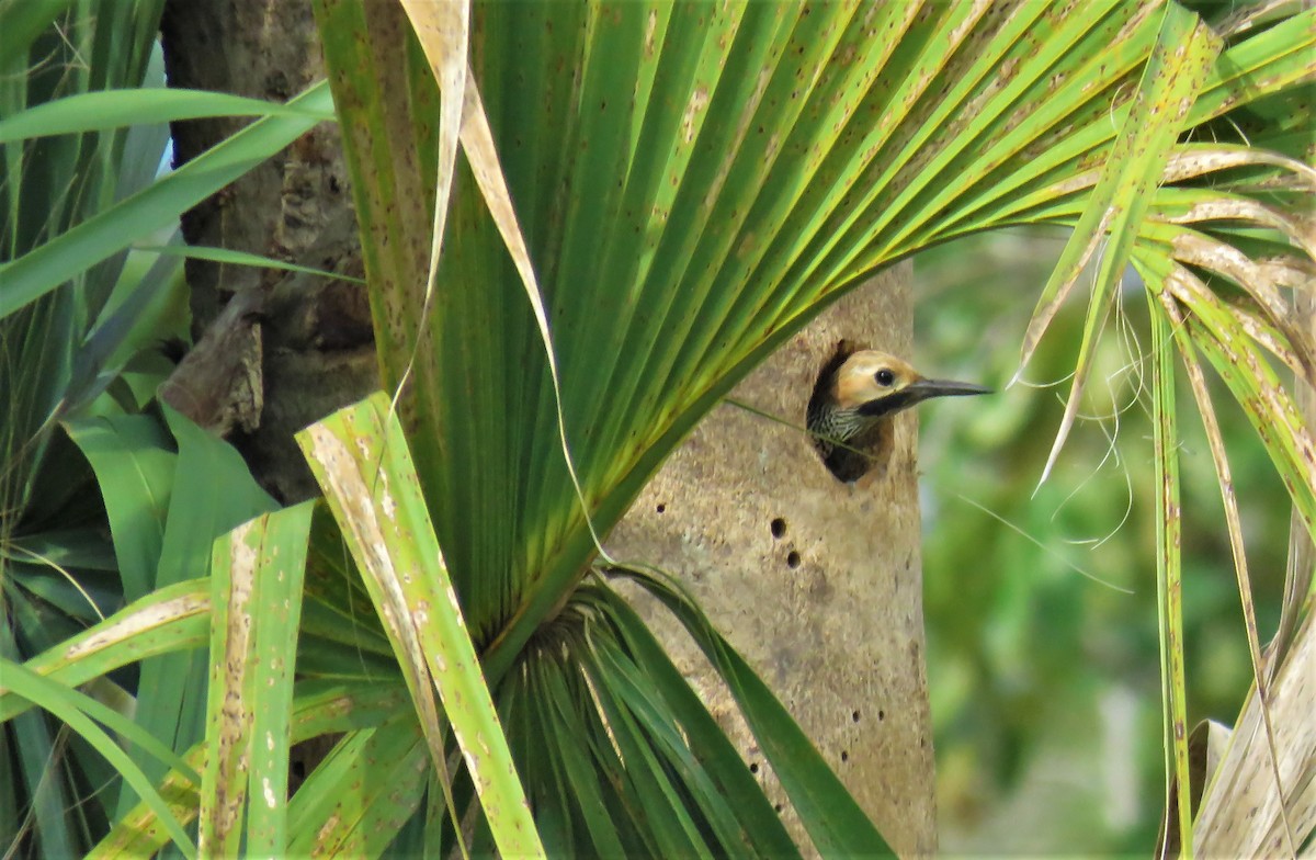 Fernandina's Flicker - ML574894541