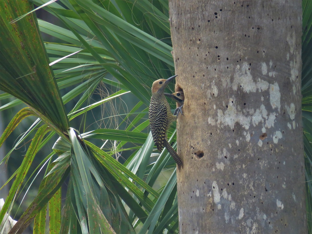 Fernandina's Flicker - ML574894571