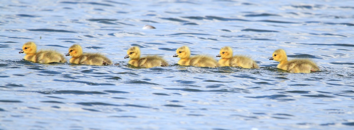 Canada Goose - ML574894781