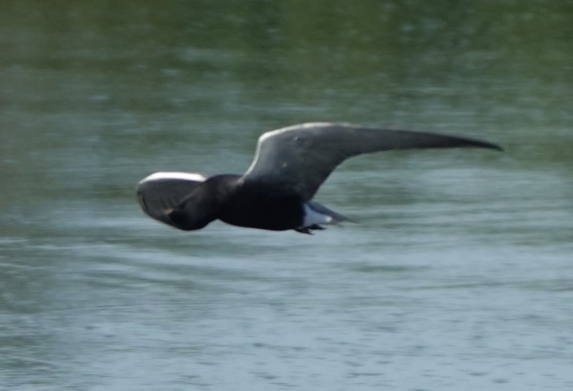 Black Tern - ML574895361